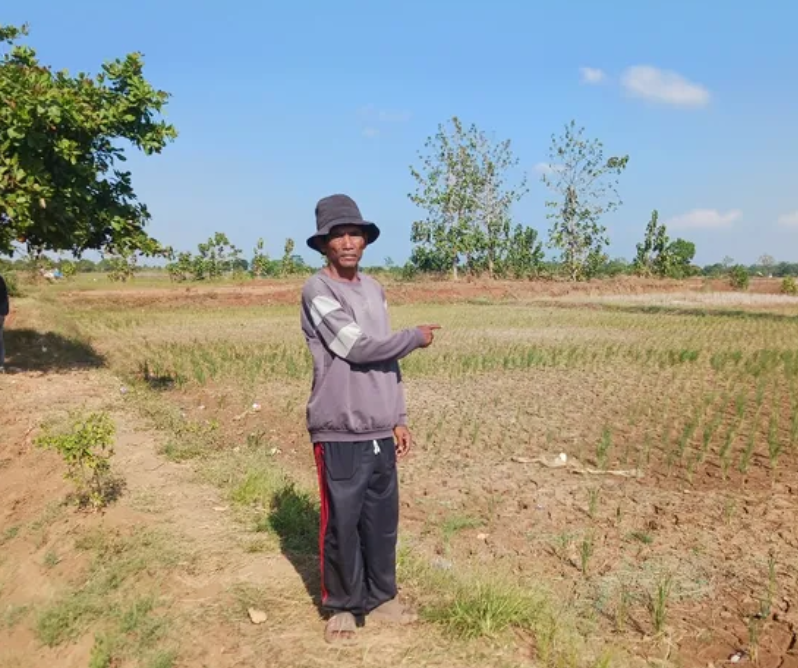 potensi pertanian di desa krimun